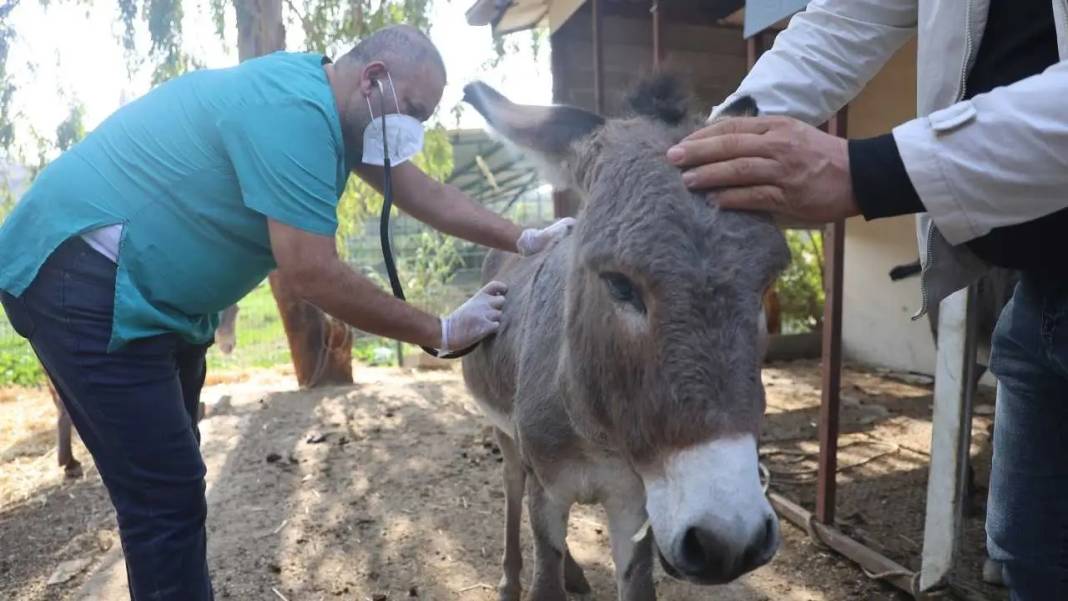 Hatay’da Annesinin Başından Ayrılmayan Sıpaya Sahip Çıkıldı! 5